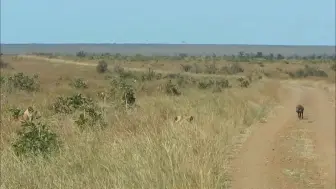 Скачать видео: 疣猪蓬蓬出门溜街，没想到狮群守株待兔，最终不幸命丧于此