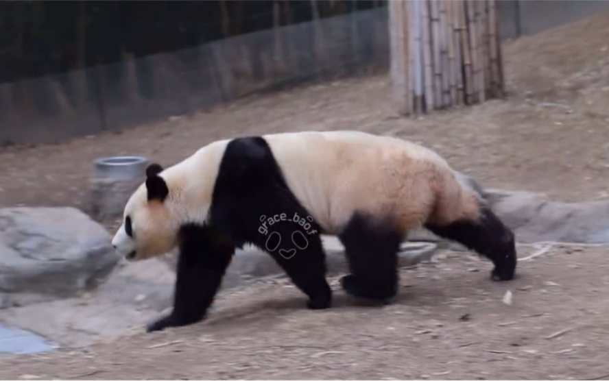 【福宝】熊猫跑步比赛第一名