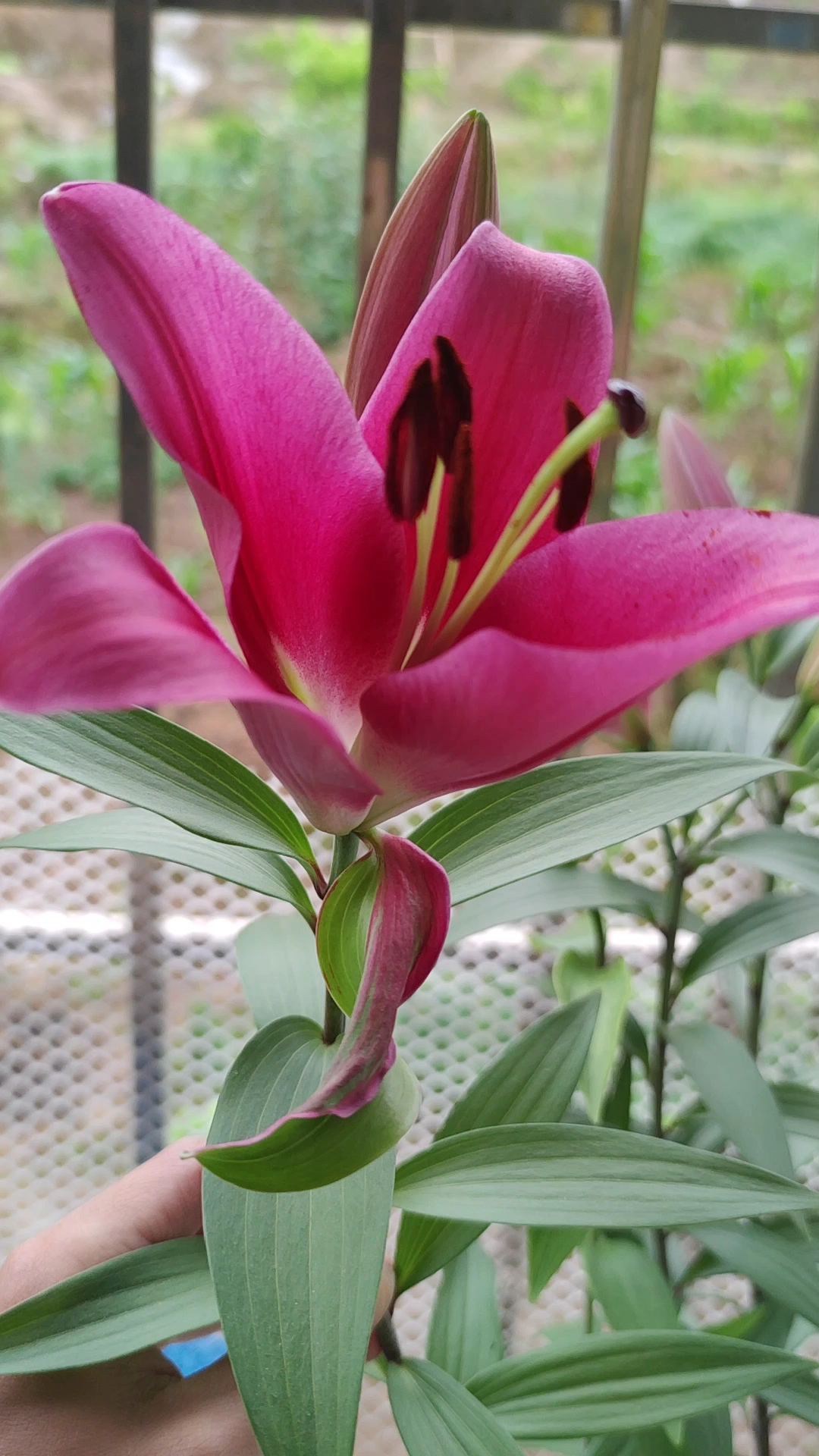 红花百合_哔哩哔哩_bilibili