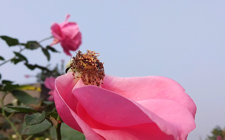 [图]月季——花开花落花无悔，缘来缘去缘如水