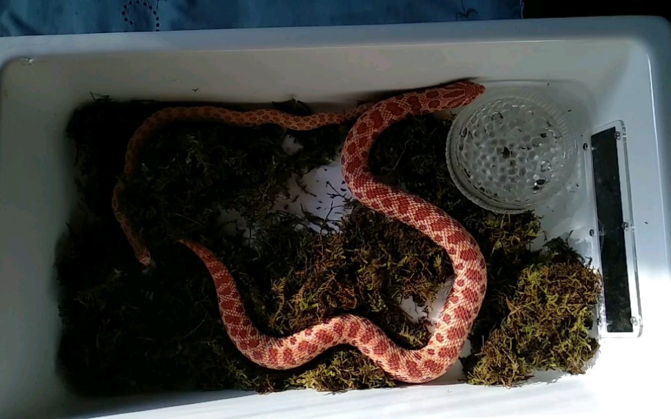 猪鼻蛇繁殖(库存)