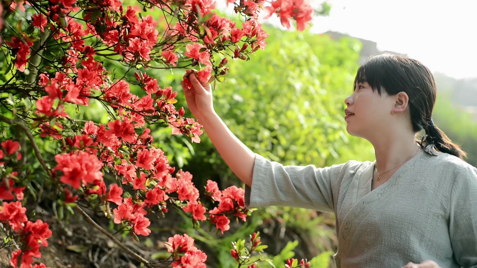 [图]满山遍野的红杜鹃是大山里的美人儿，做成花茶，美容养颜