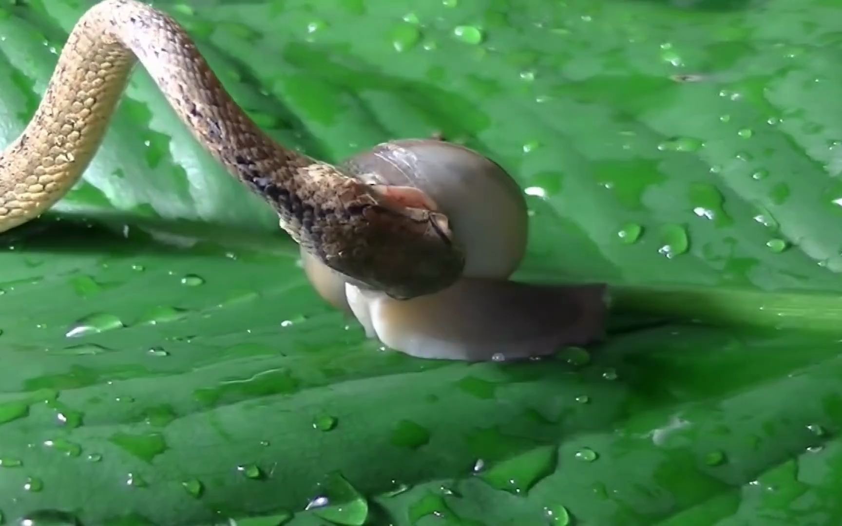 钝头蛇吃蜗牛_哔哩哔哩 (゜-゜)つロ 干杯~-bilibili