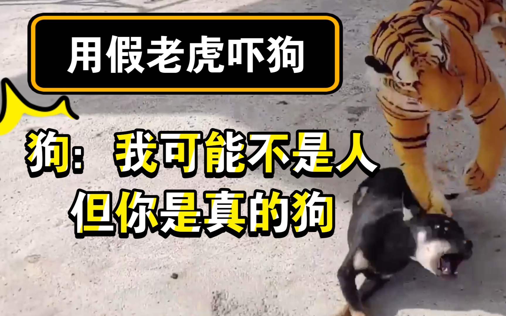 【爆笑整蛊】用假老虎吓狗  狗:你才是真的狗