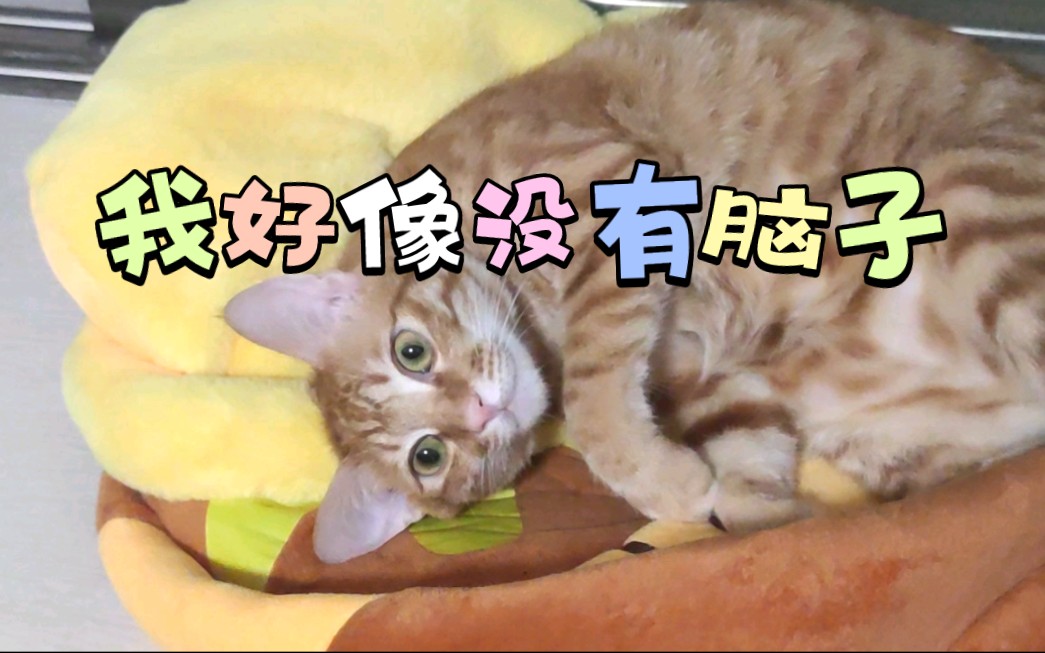 让我想想,我把脑子拉哪了