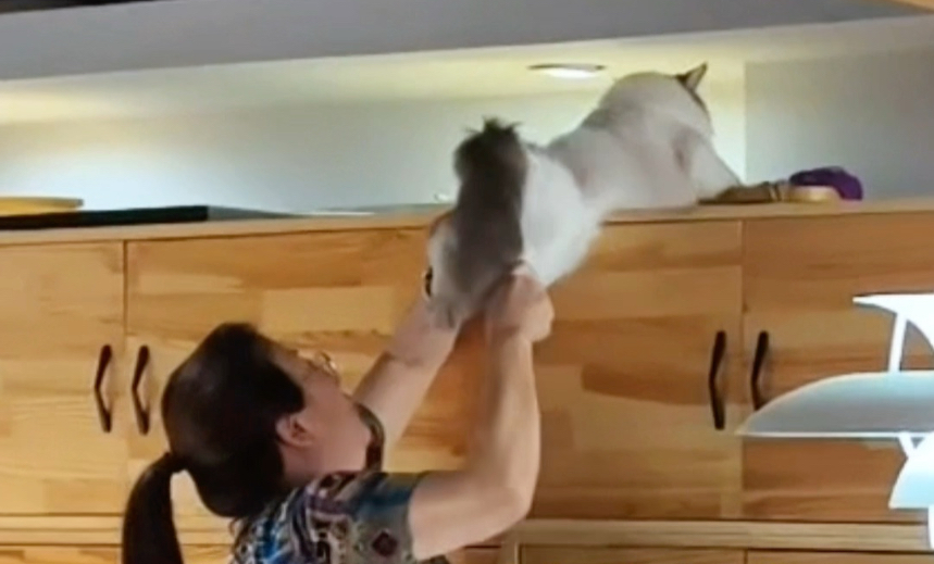 《空间爆改！肥猫狂喜！》