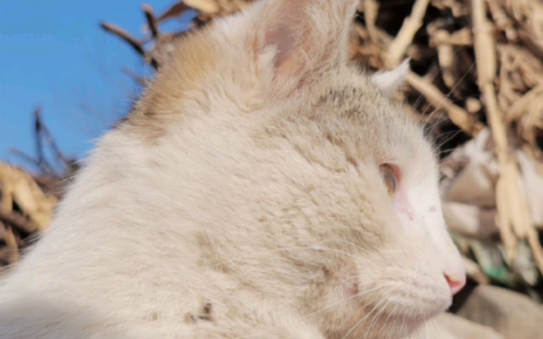 灰头土脸的小猫猫