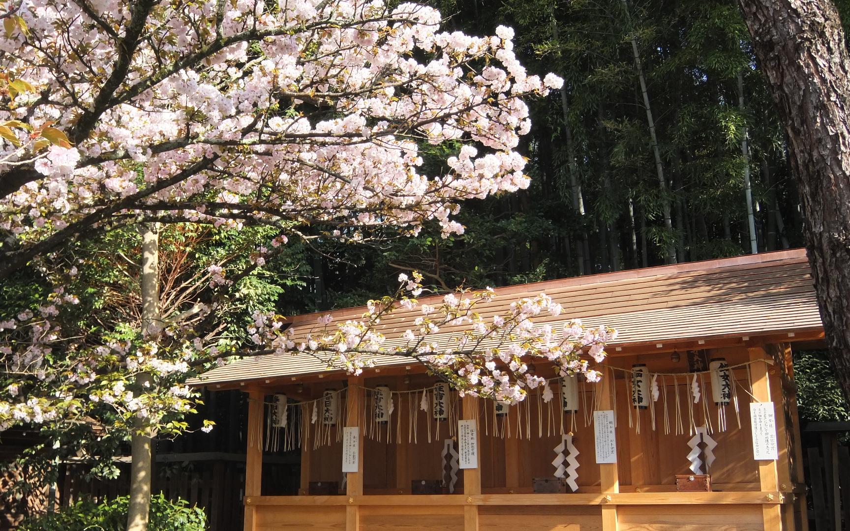 【京都随拍】春日漫步平野神社