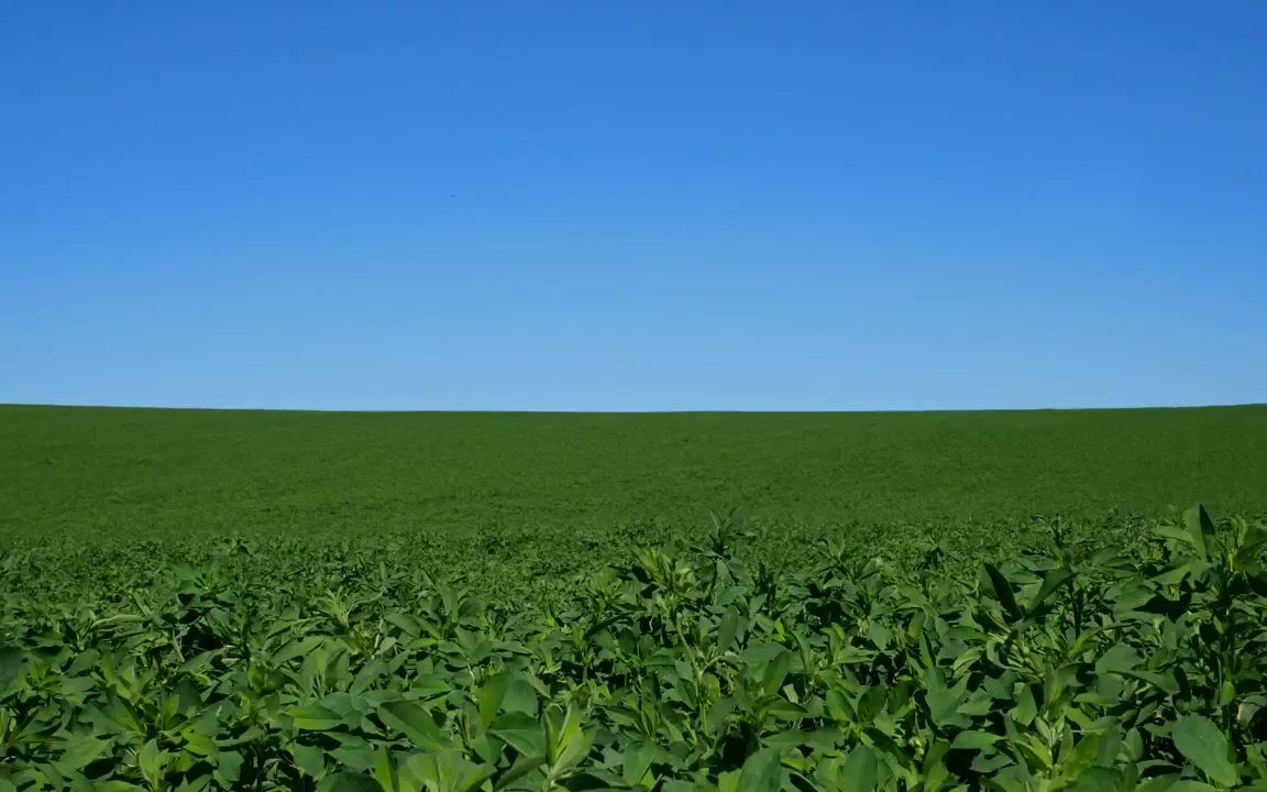 m210 4k画质蓝天白云绿色草地植物大自然景色空镜头实拍高清视频素材