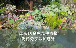 下载视频: 【海妈园艺课堂】盘点10余款难种植物，海妈分享养护经验