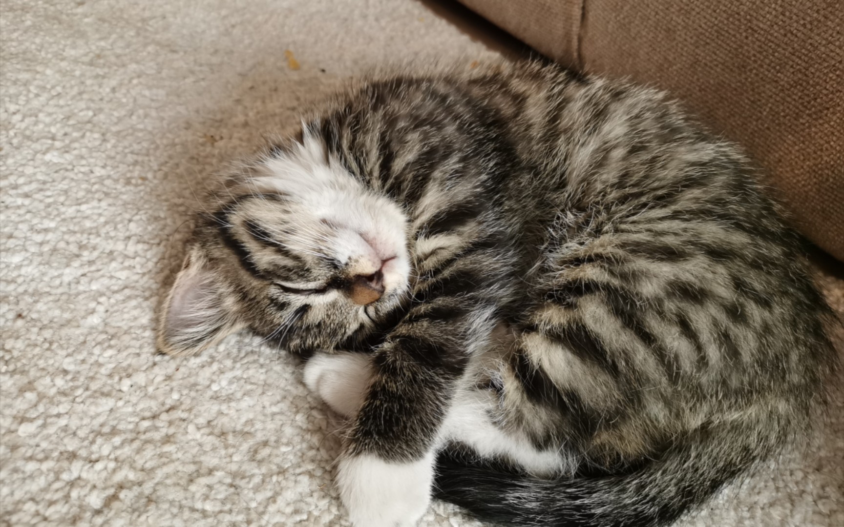 小猫咪又一个昏睡的周末