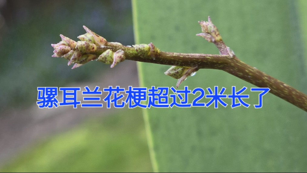 Sophie's Garden 骡耳兰的花梗超过2米长了!Trichocentrum luridum哔哩哔哩bilibili