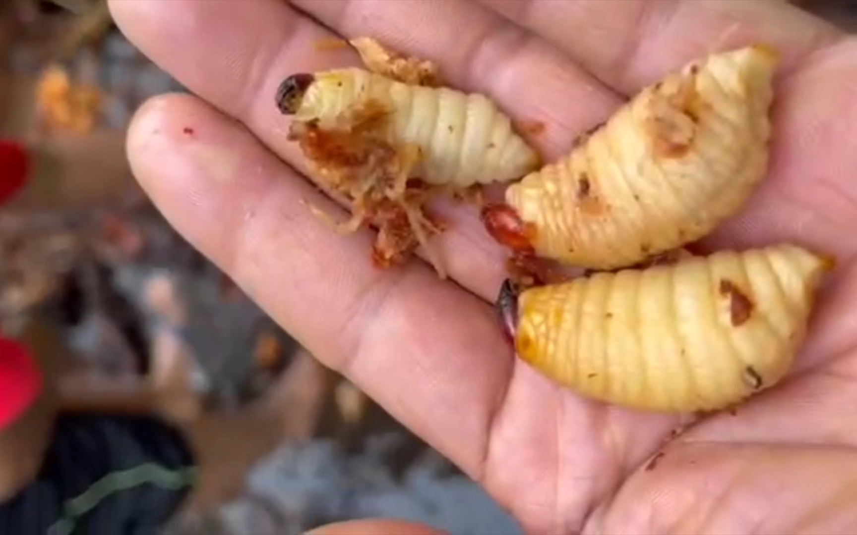 [图]只有在当地土著带领才能找到的天价美食样子恶心却能让老饕餮垂涎欲滴