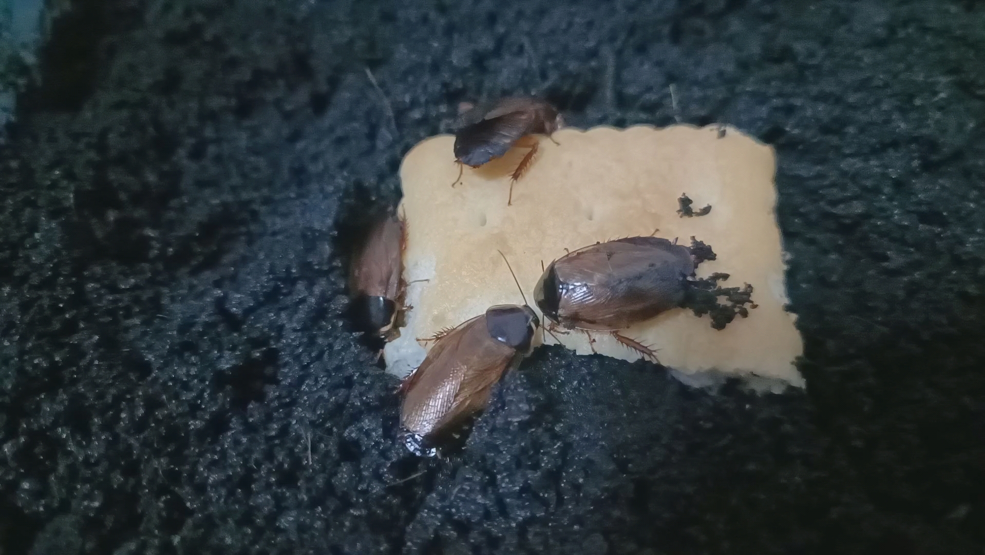 聚众吃饼干的黑蔗蠊/潜蠊