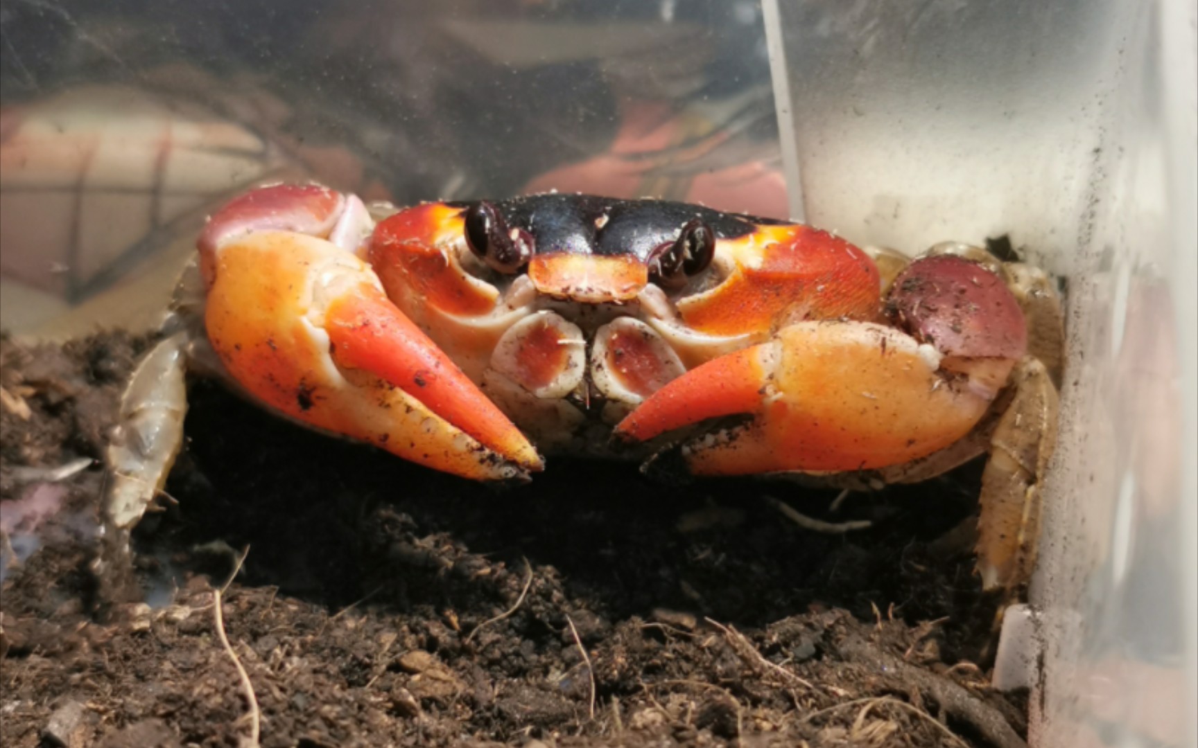 侧身地蟹互动喂食