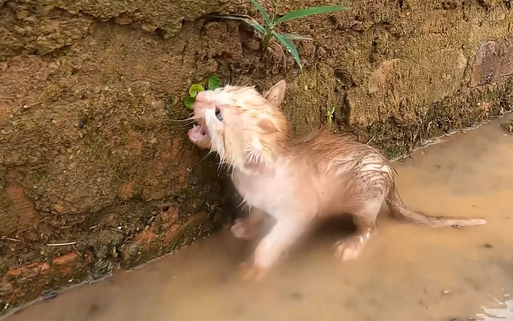 [图]无家可归的小流浪猫，雨中哭喊着寻找妈妈，所幸好心人伸出援手！