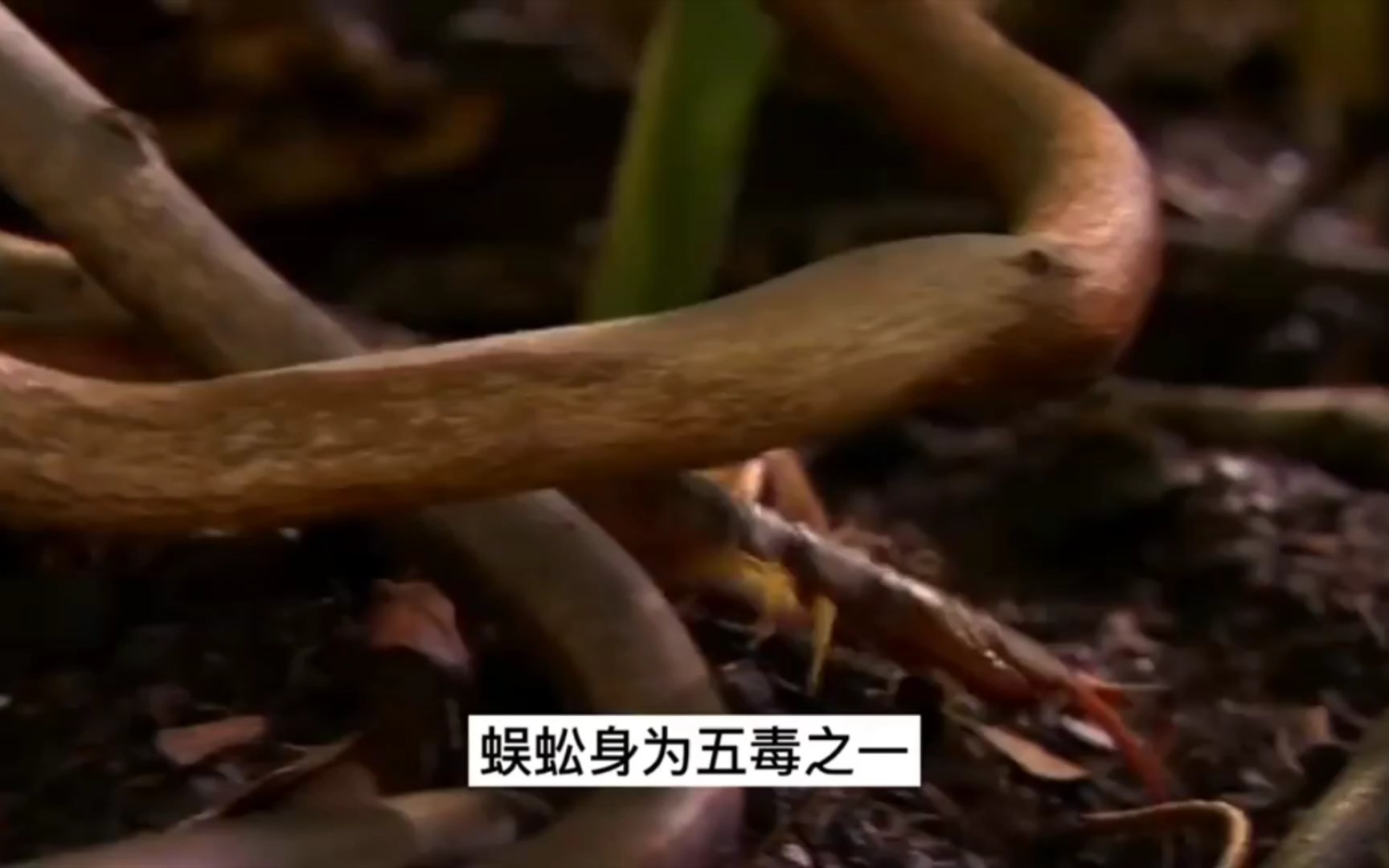 蜈蚣身为五毒之一,却毒不死公鸡?公鸡吃蜈蚣就像吃辣条!