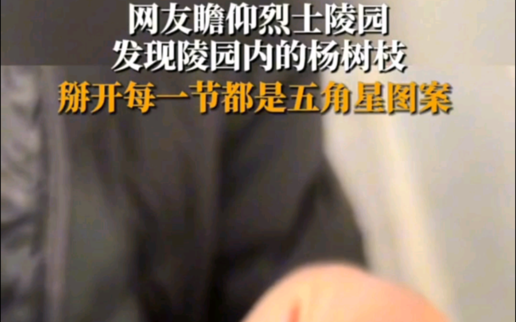 网友瞻仰烈士陵园,发现陵园内的杨树枝掰开每一节都是五角星图案