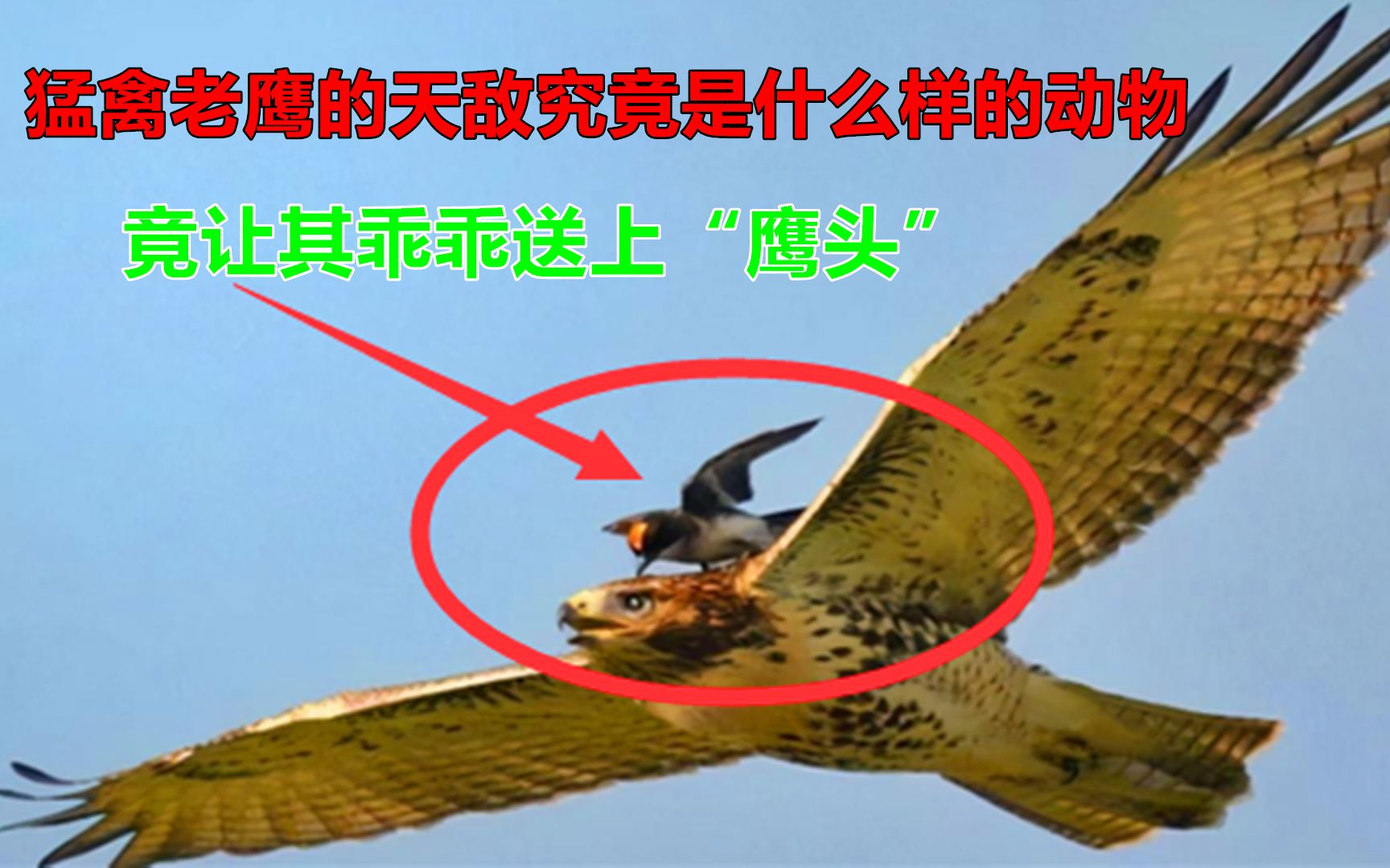 空中霸主老鹰也有天敌,一旦被必胜鸟盯上,插翅也难逃