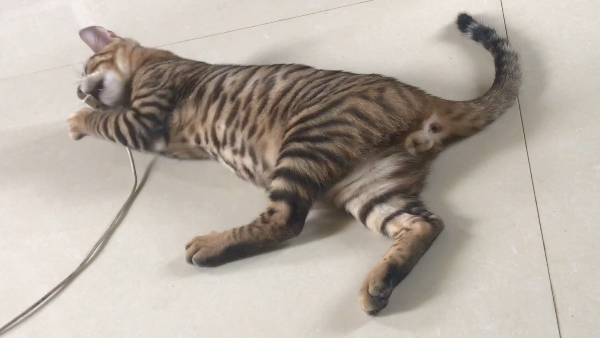 性格随和的玩具虎猫