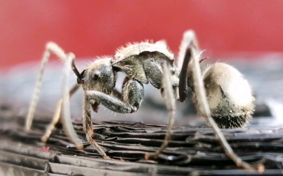 记录一下梅氏多刺蚁的一些体型特征