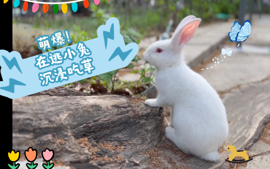 兔星散步萌爆在逃小兔沉浸吃草可爱治愈