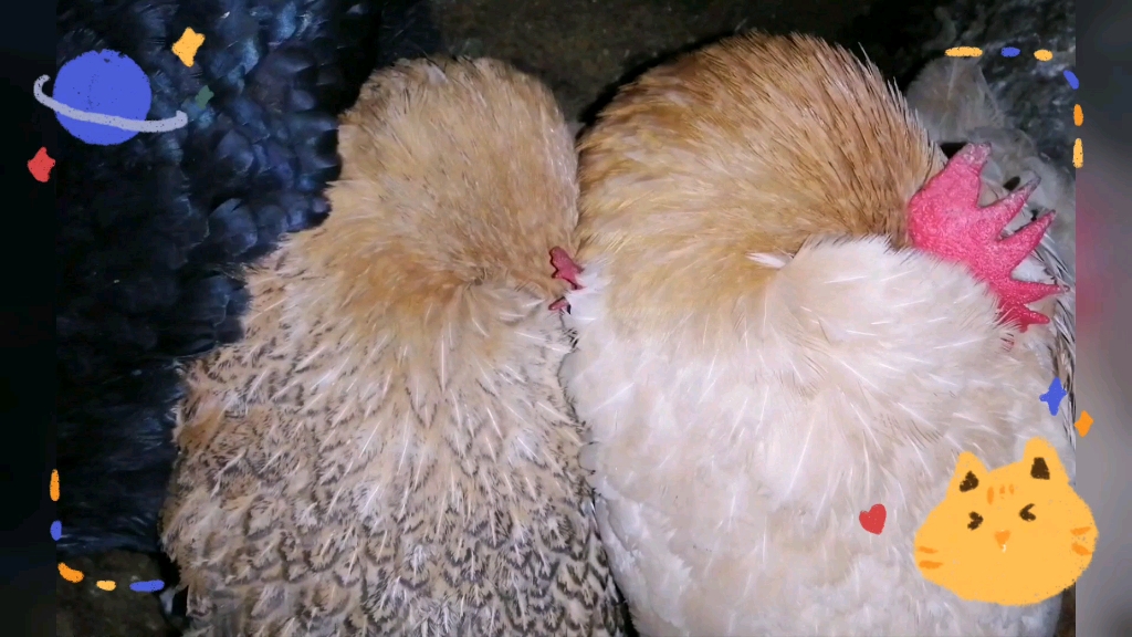 小动物爱睡觉,睡的很香的老母鸡!