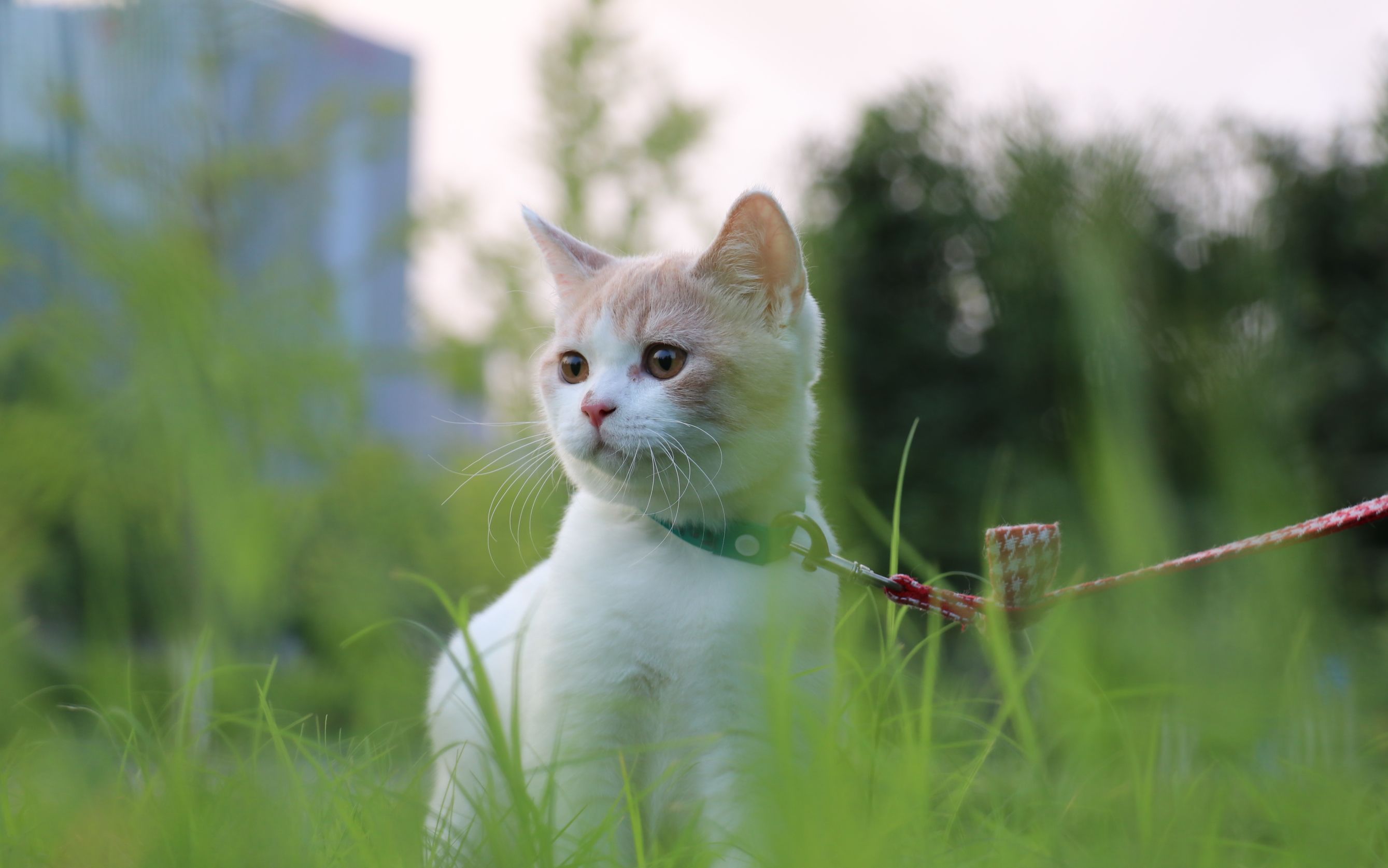 夏天 沐米猫舍 英短乳白 双血统 猫咪实拍视频