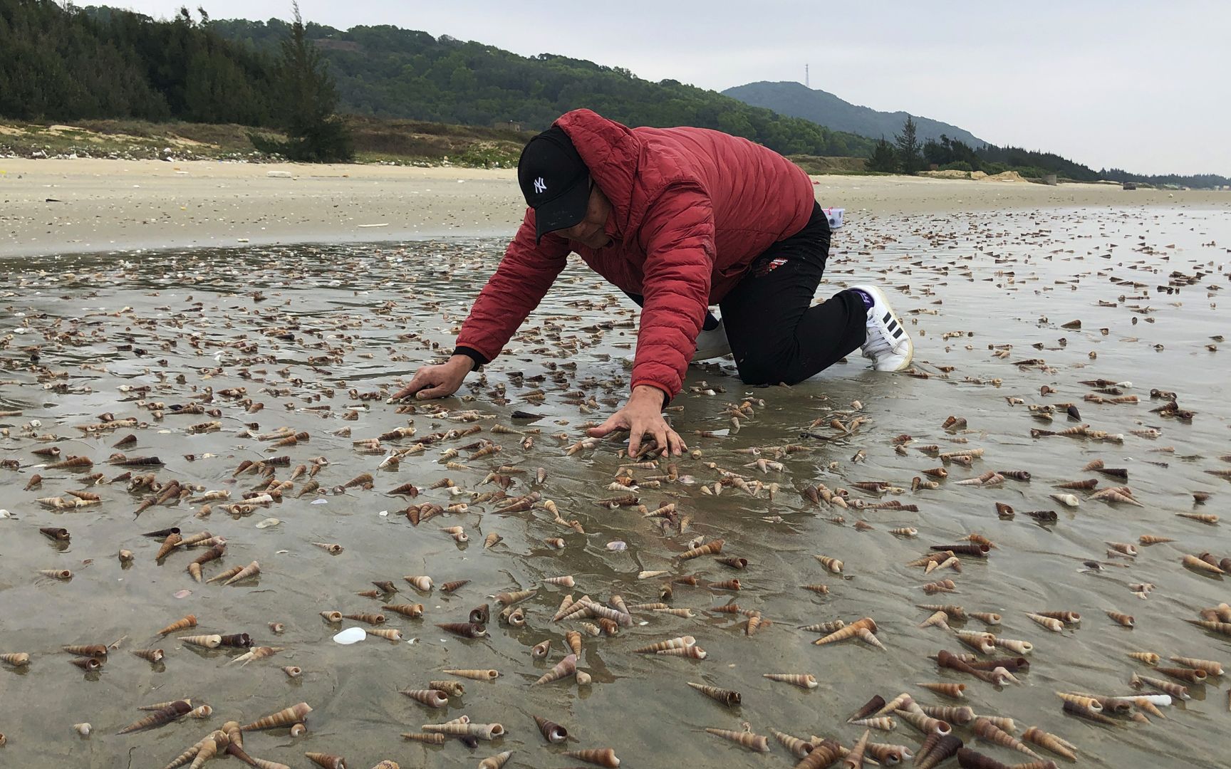 闲牛赶海走大运了,海滩上一眼扫过去全是靓海货,激动直喊发财了_哔哩