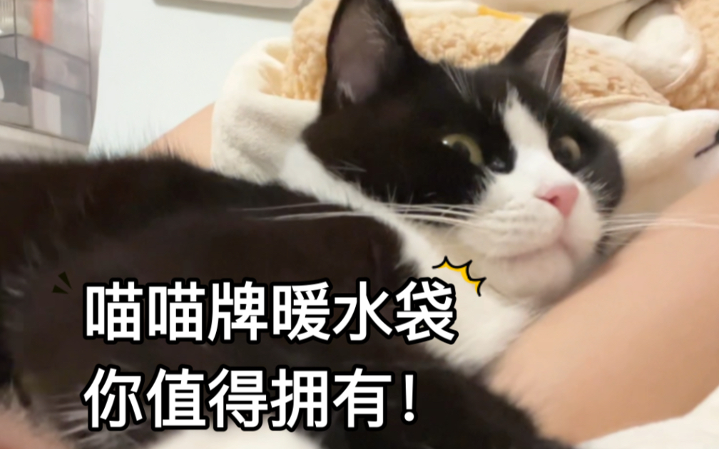 [图]我的猫崽日记 | 助眠！天儿凉了有需要本喵喵帮忙暖被窝的吗？