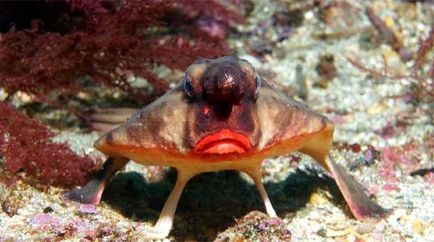 世界上最丑的鱼之一,长着一个烈焰红唇的脸,看后让人过目不忘!