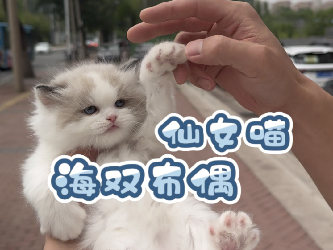 这样的仙女猫谁会不喜欢呢?哔哩哔哩bilibili