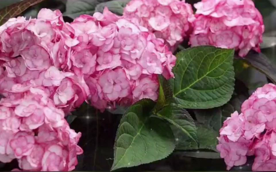 绣球纱织小姐的花美,名字也很浪漫