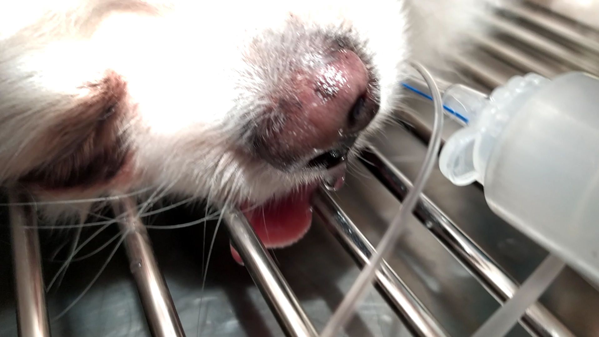 活动  给狗狗冲鼻泪管