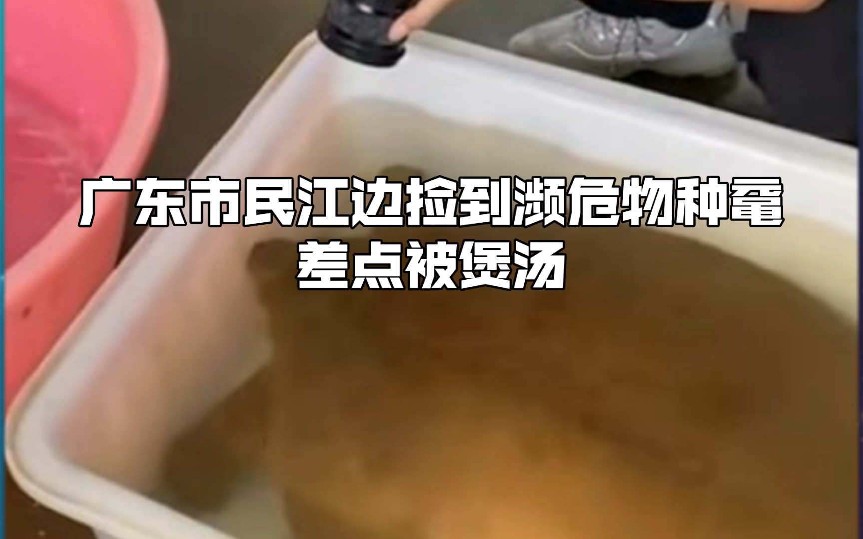 动物药闻‖广东市民江边捡到濒危物种鼋,差点被煲汤哔哩哔哩bilibili