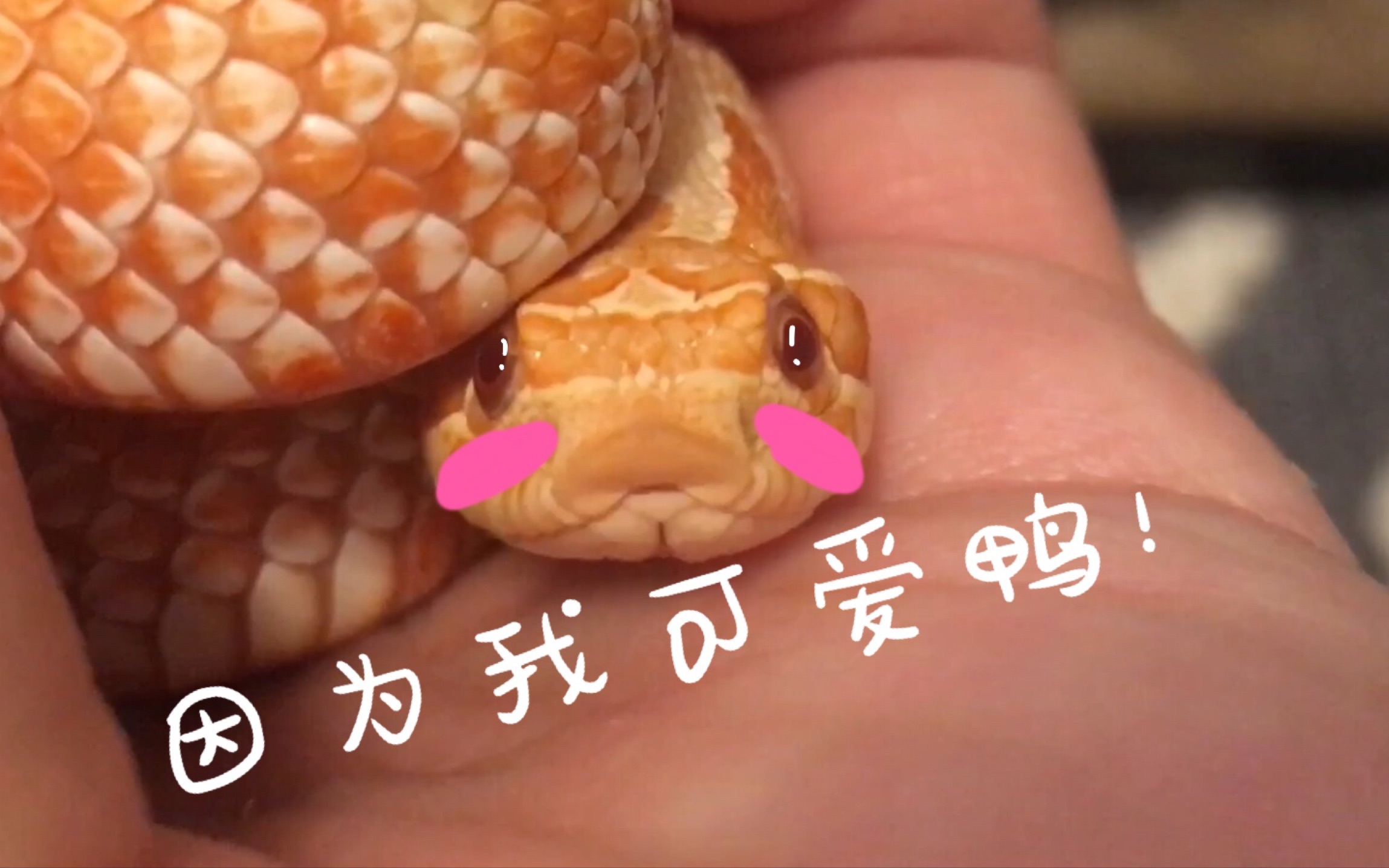 【Why Snake?】为什么养蛇?蛇哪里好?给大家分享一下和别的小动物相比养蛇到底有什么好的哔哩哔哩bilibili