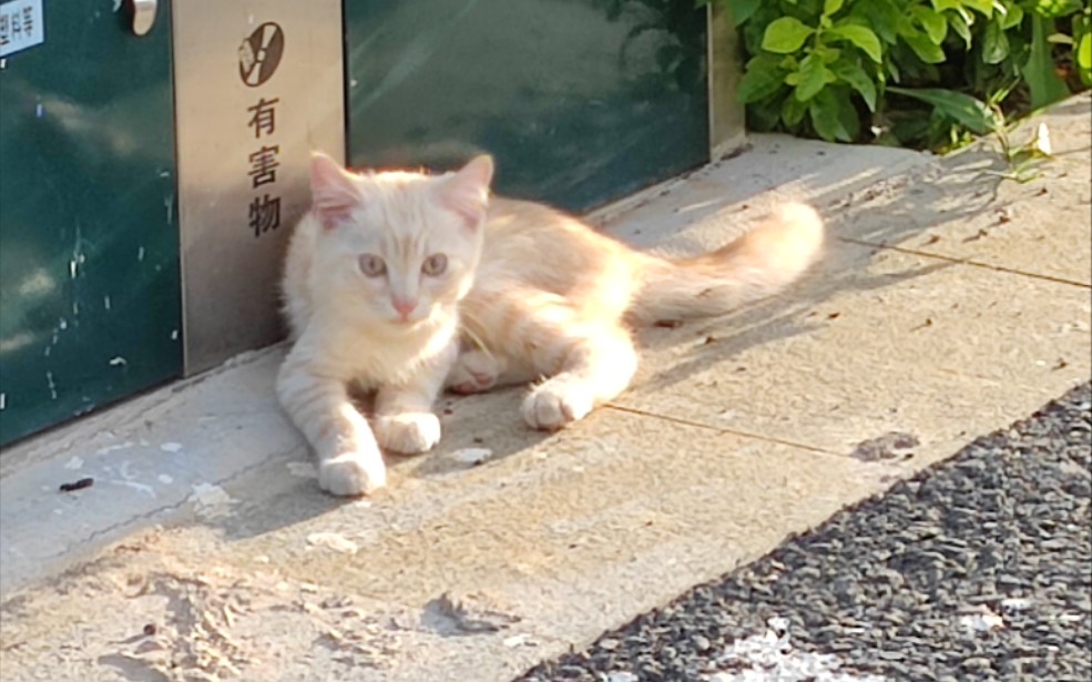 猫咪是有害物,可爱s了