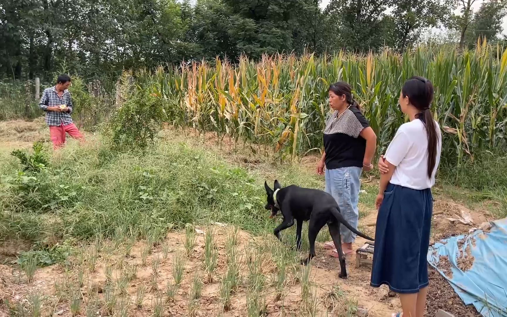 这段时间太旱了,今天突然刮起大风想下雨,农民种庄稼不容易哔哩哔哩bilibili