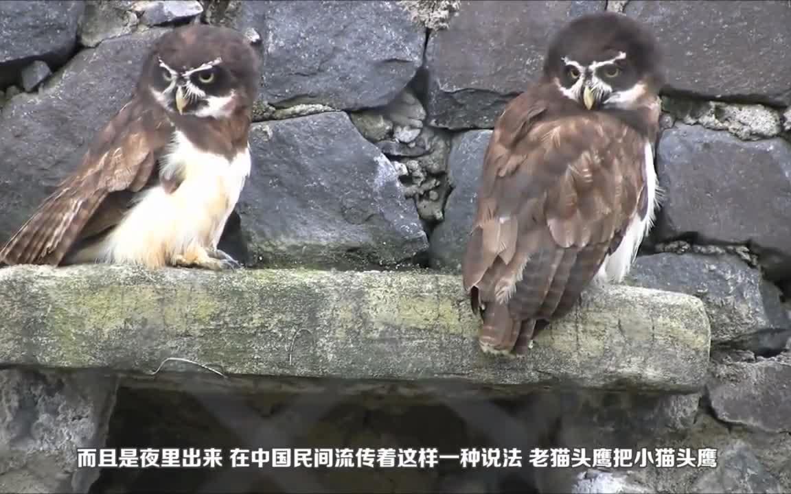 老猫头鹰养大小猫头鹰小鹰真的会吃掉老鹰看完真的很心酸