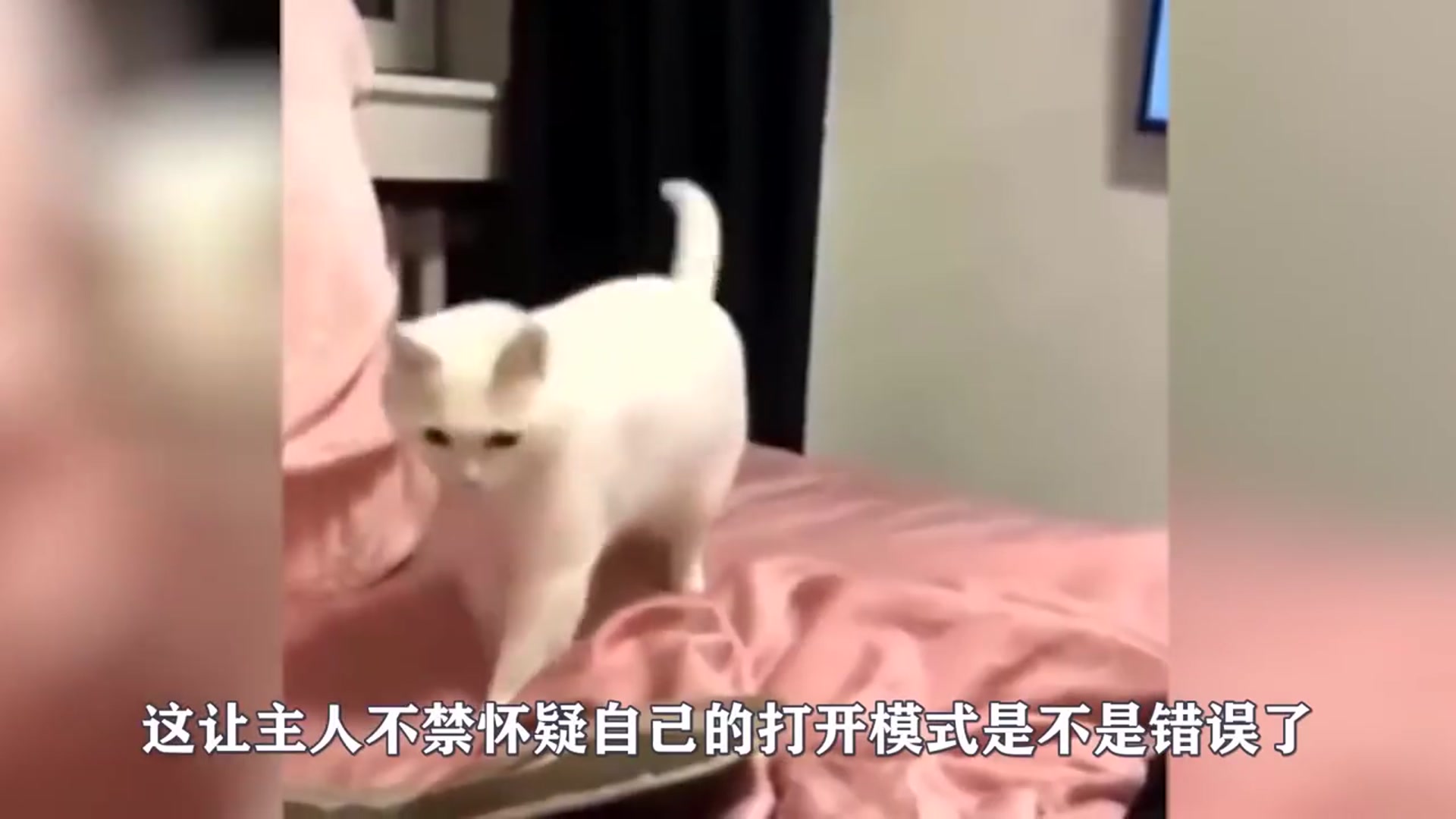 [图]太可乐，有个会跳舞的主人是啥体验？猫咪：一不小心就成网红了！