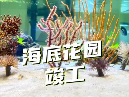 Tải video: 把美丽的大海搬入家中是怎样的体验呢？