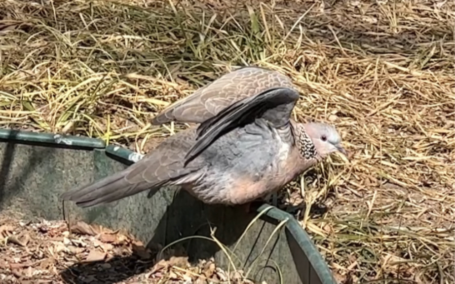 看什么看,没见过晒太阳【斑鸠】