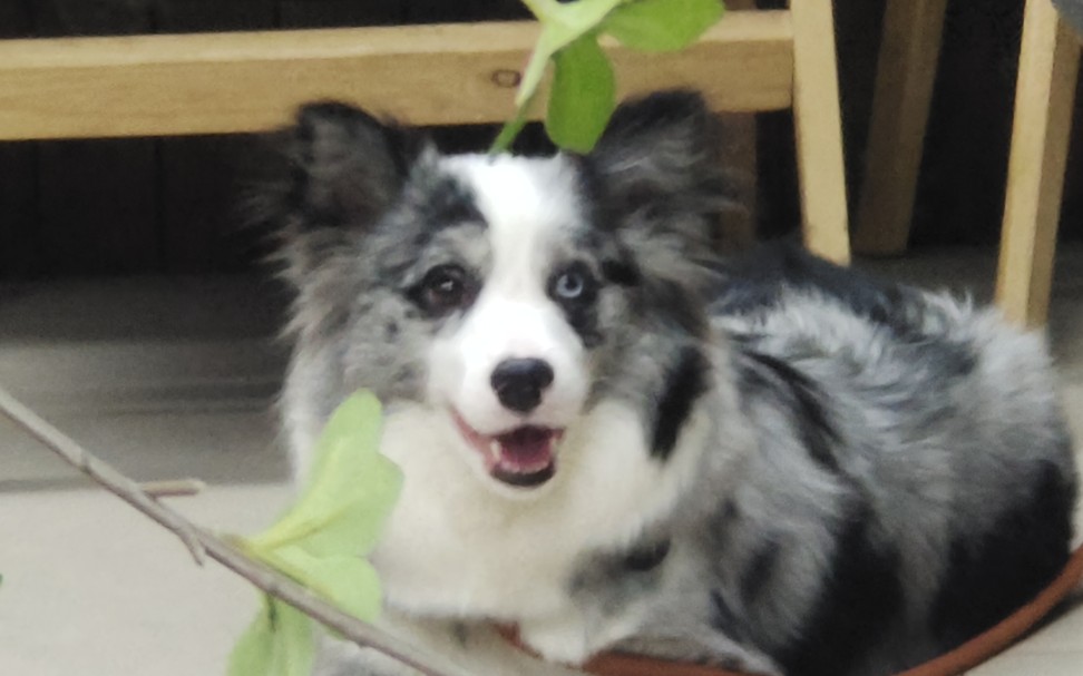 异瞳陨石色异瞳边牧