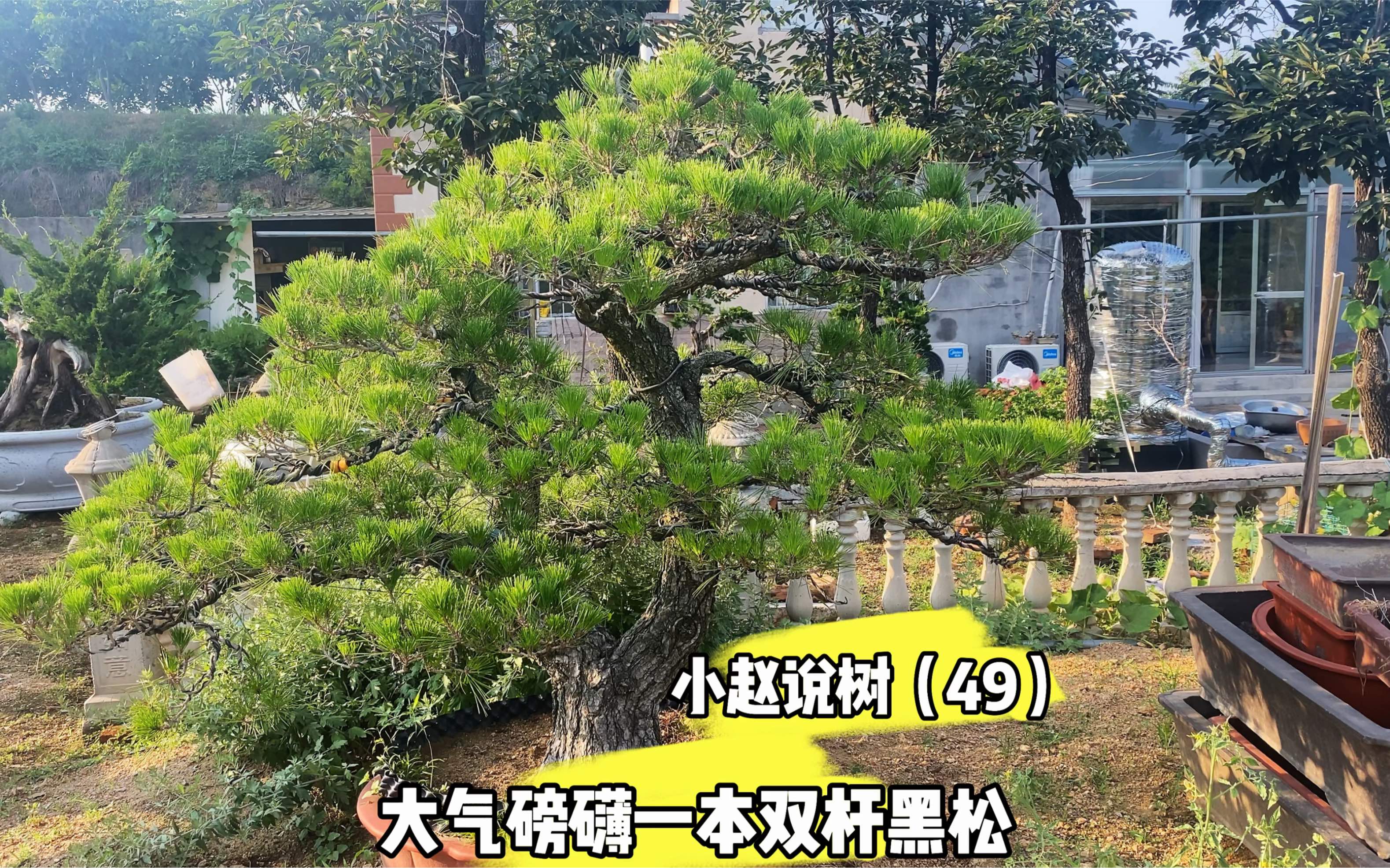 小赵说树第49期,一本双杆大黑松盆景,大气磅礴养护到位,没得讲