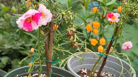 [图]双色太阳花，一朵花开2种颜色，月季、牡丹、睡莲等很多花卉都有这种现象:嵌合体