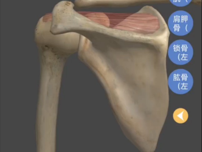 肩胛骨结构与解剖哔哩哔哩bilibili