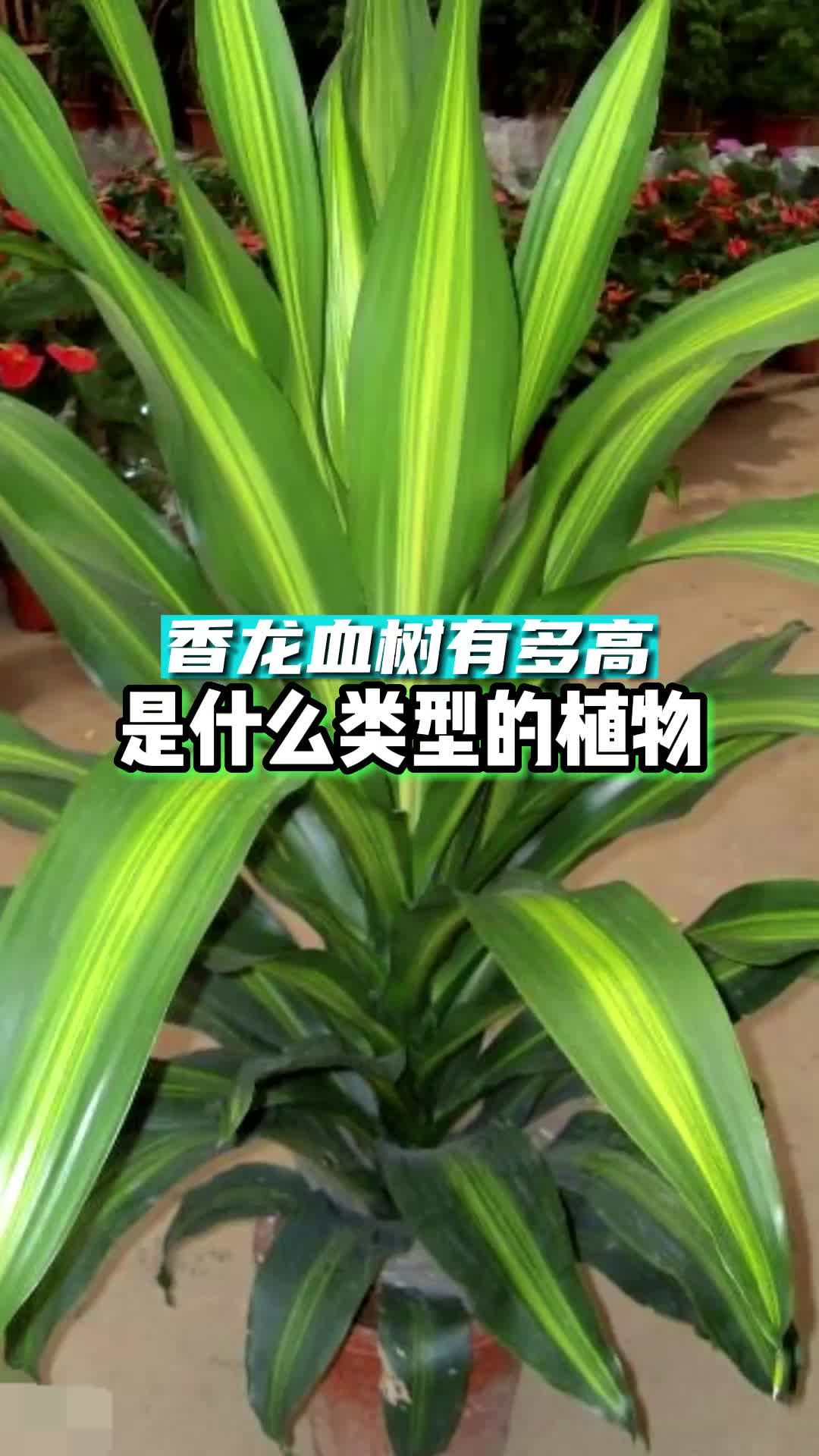 香龙血树有多高?是什么类型的植物?还不赶紧来看看哔哩哔哩bilibili