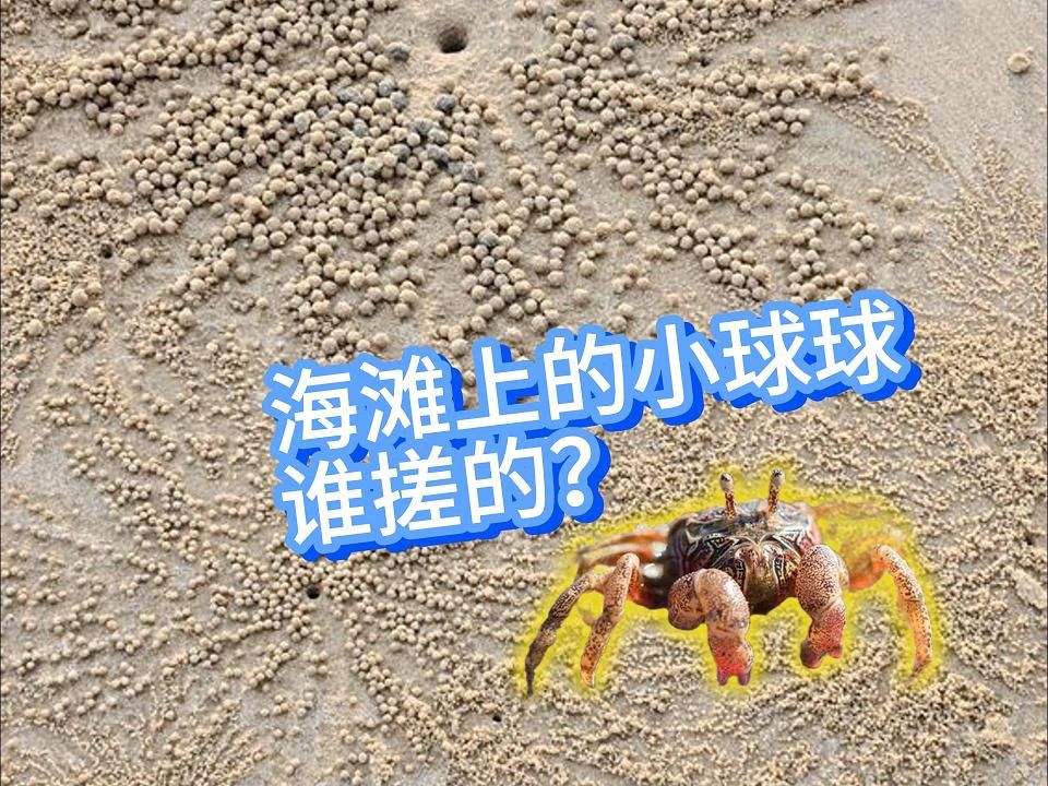 海滩上的小球球是谁搓的?哔哩哔哩bilibili