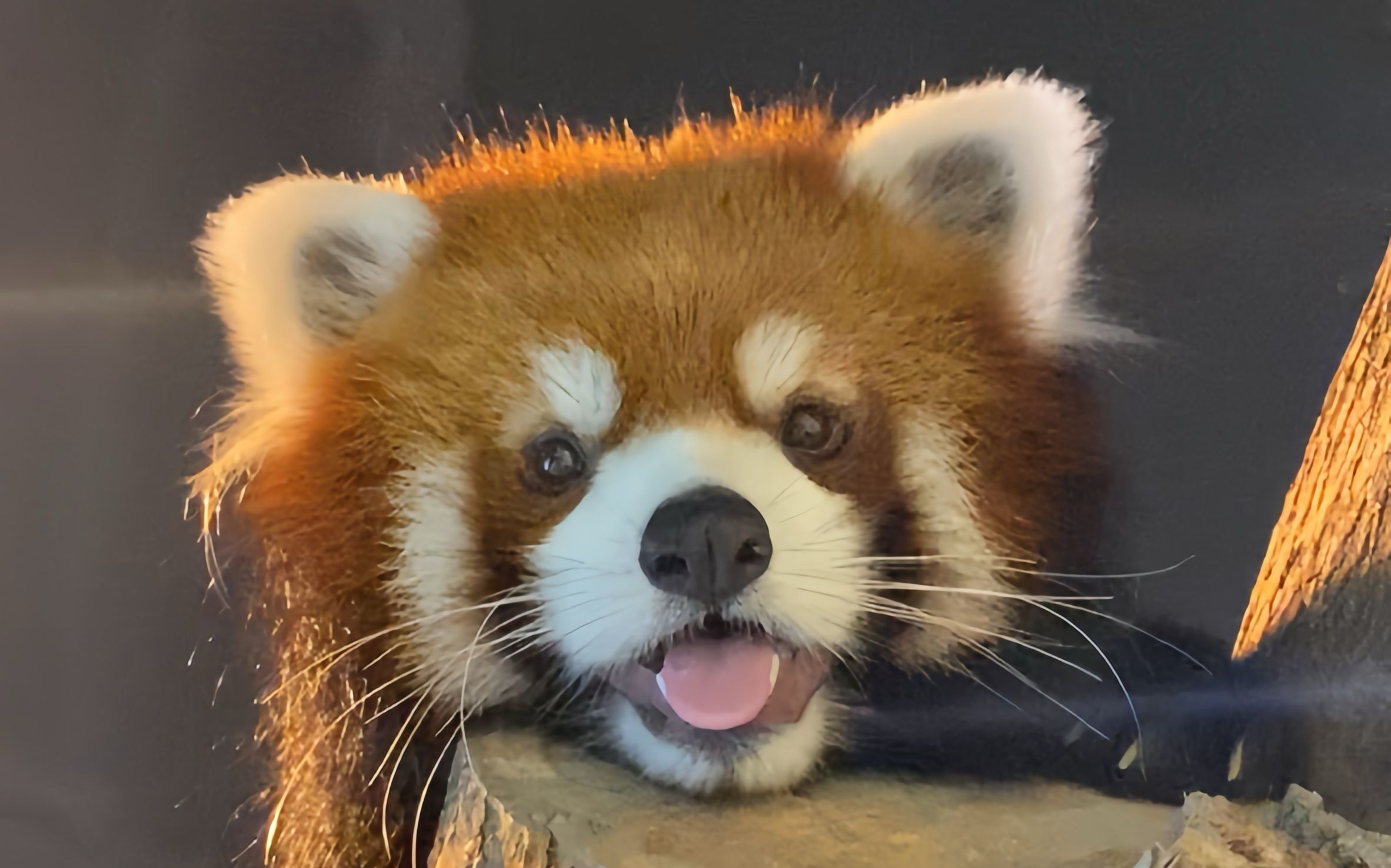 原来每只猛兽都有不同的性格!