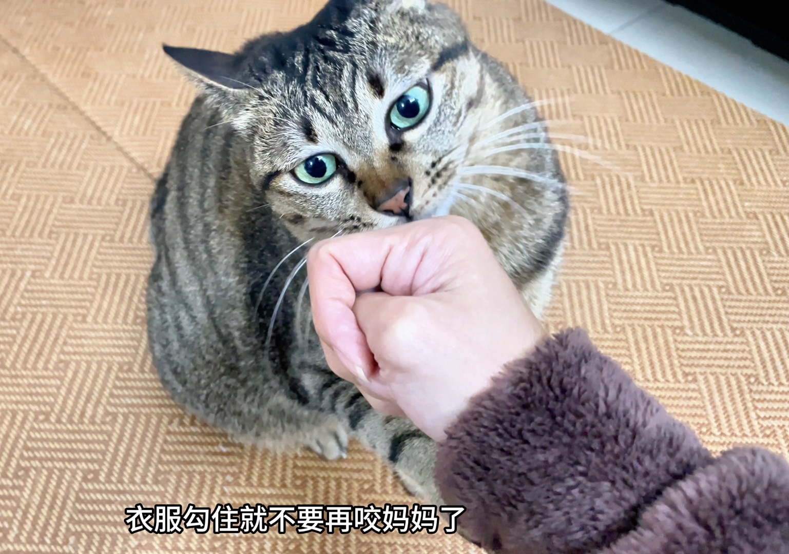 绿色眼睛的狸花猫性格傲娇,脾气也大.稍有不开心就咬铲屎官……哔哩哔哩bilibili